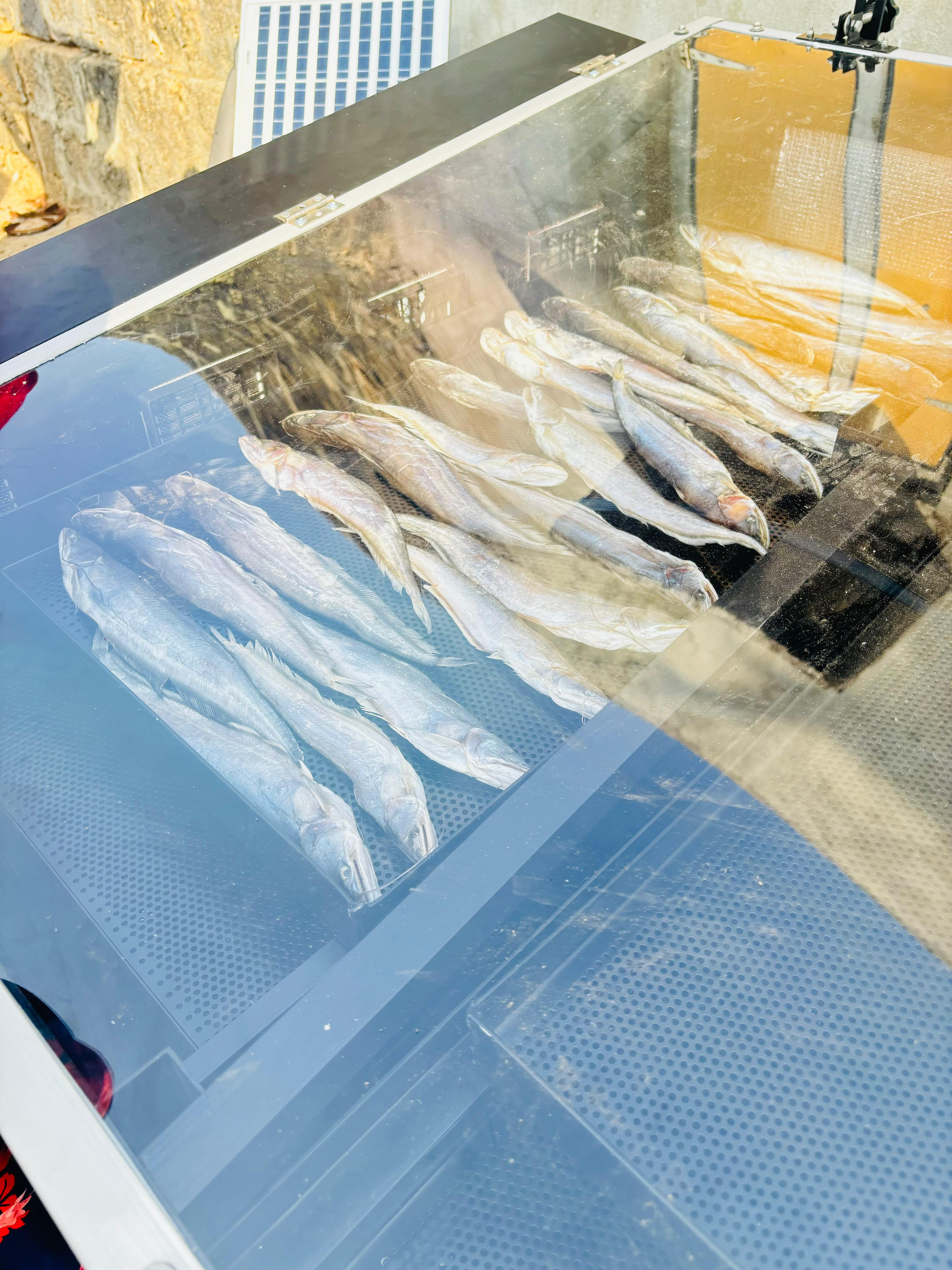 Fish Dryer IN Gujarat