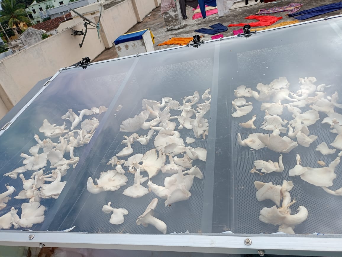 Solar Dryer In Gujarat