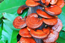 Gano Mushroom
