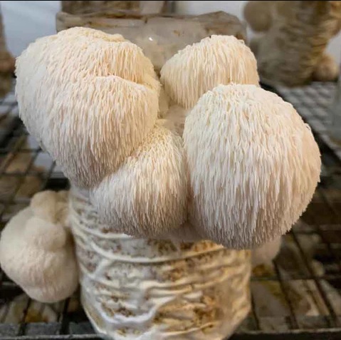 Lion In Basket Mushroom