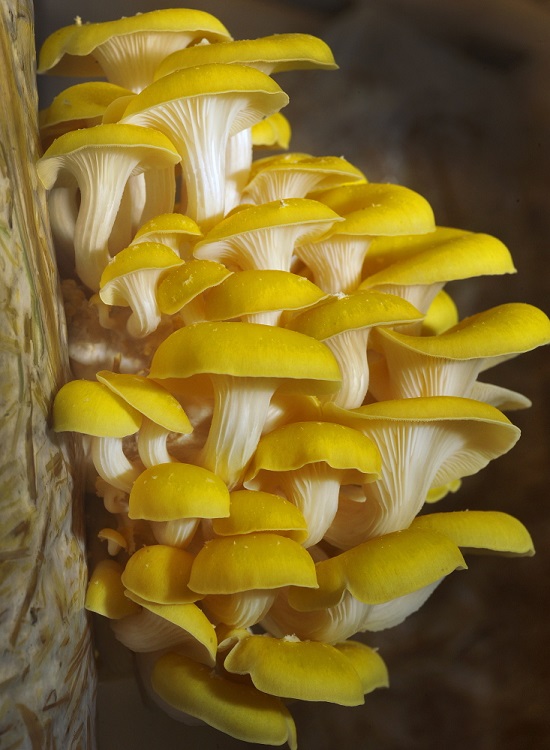 Yellow oyster