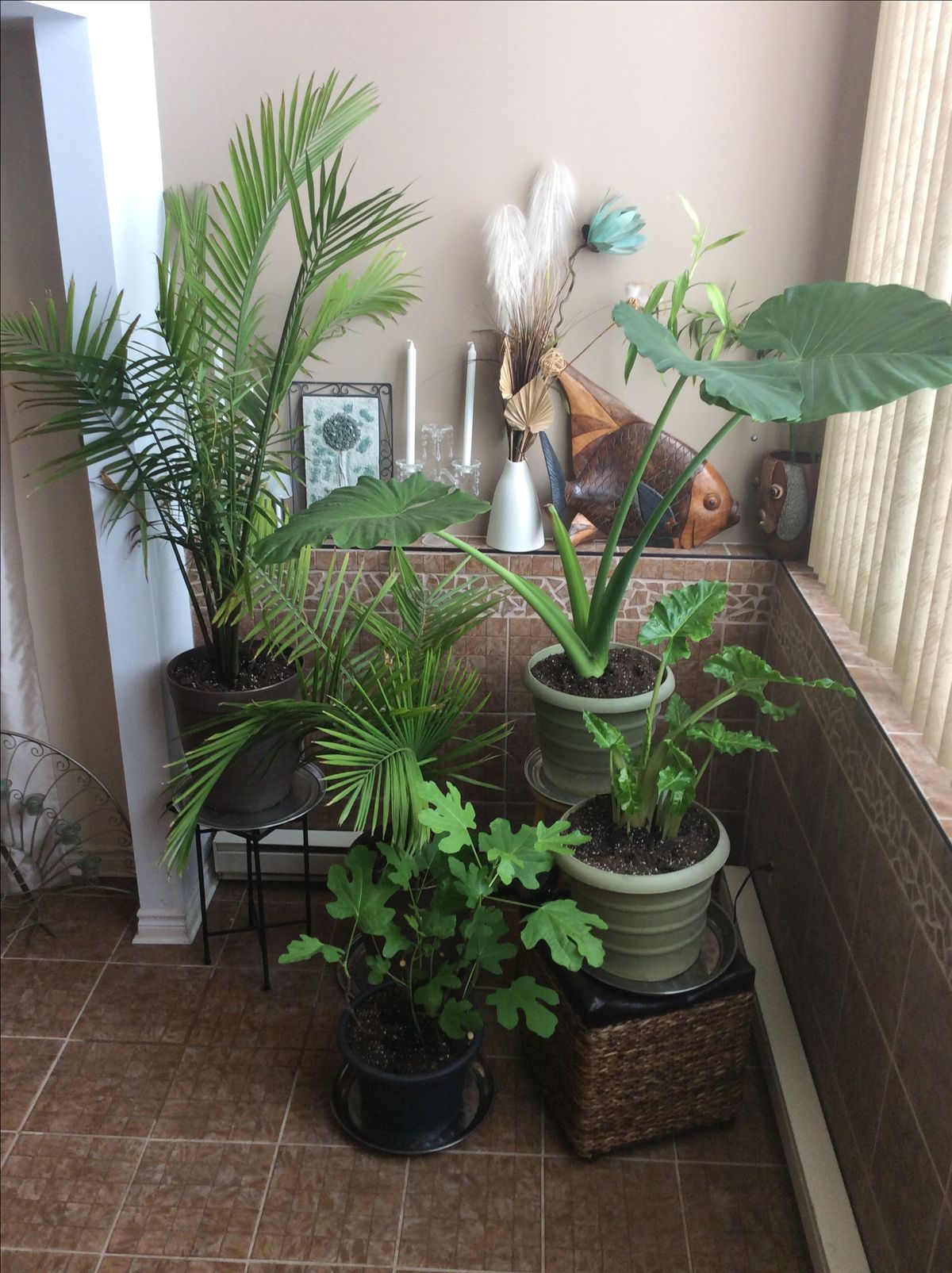 Indoor Plant Design & Setup Chennai image 3