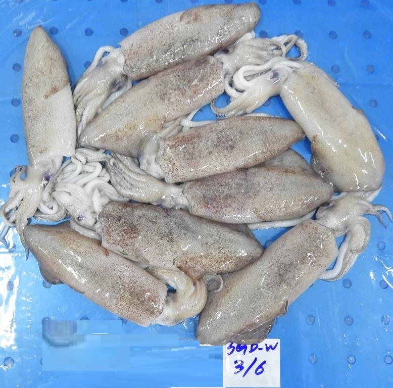 RAW FROZEN WHITE SQUID G1 (BLOCK) image 3