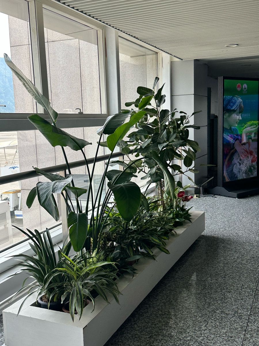 Indoor Plant Services for Offices Chennai image 5