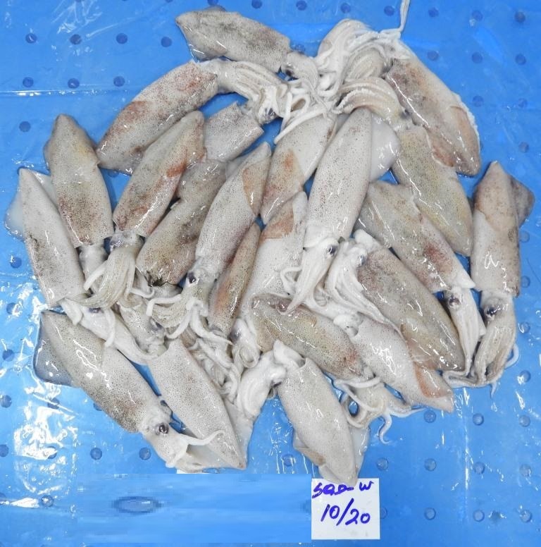 RAW FROZEN WHITE SQUID G1 (BLOCK) image 2