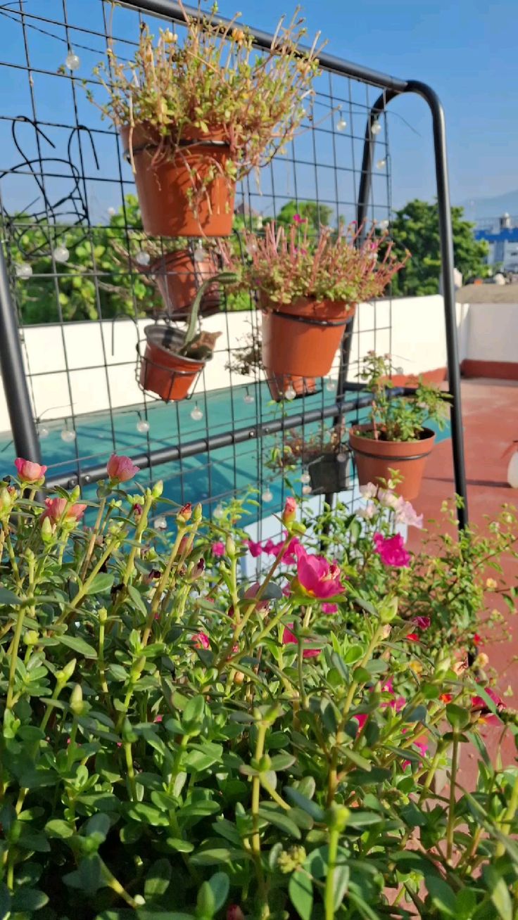 Premium Terrace Gardening Service for Villas in Chennai image 3