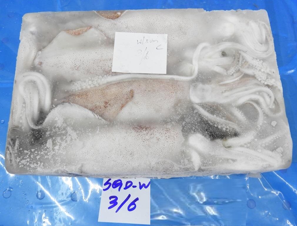 RAW FROZEN WHITE SQUID G1 (BLOCK) image 2