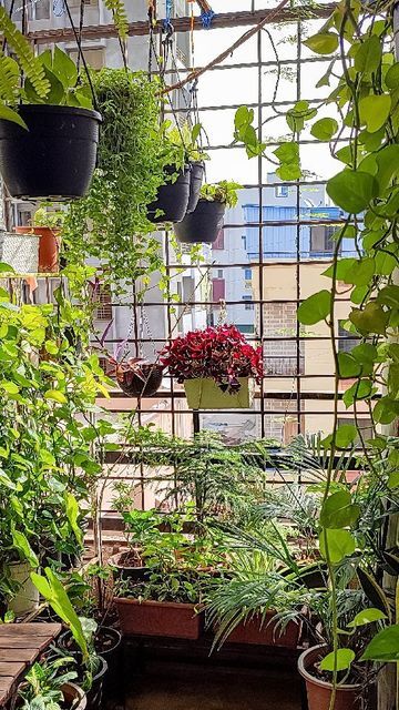 Indoor Gardening for Apartments Chennai image 3