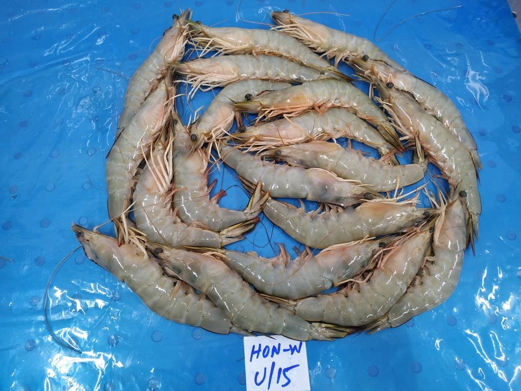 RAW FROZEN HEAD ON WHITE BLOCK FROZEN SHRIMPS image 2