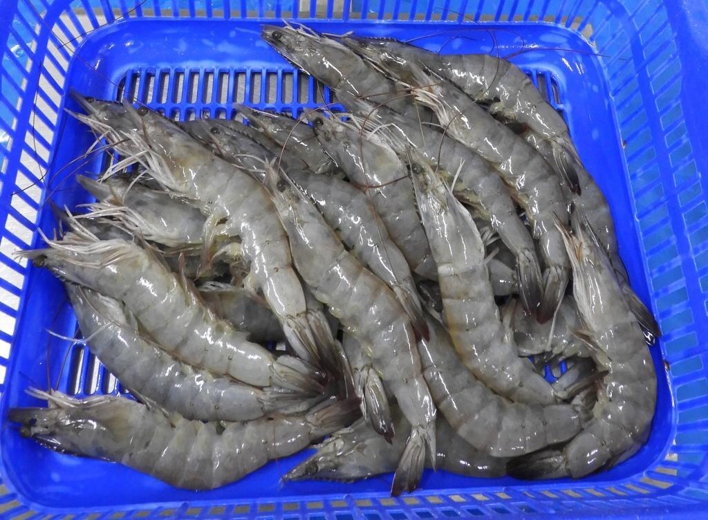 HEAD ON VANNAMEI 40/50 GRADE SHRIMPS/ PRAWNS image 3