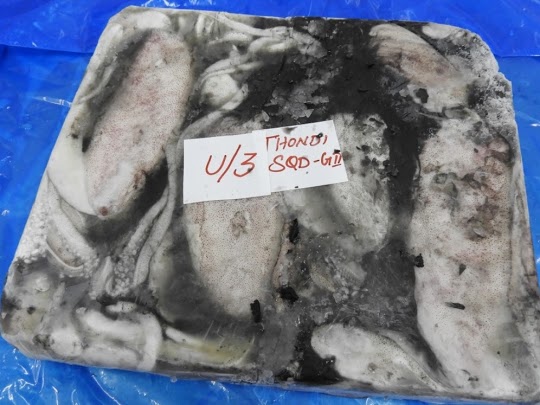 THONDI SQUID/AV SQUID (GRADE-2) - BLOCK FROZEN image 3