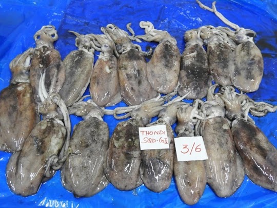 THONDI SQUID/AV SQUID (GRADE-2) - BLOCK FROZEN image 2