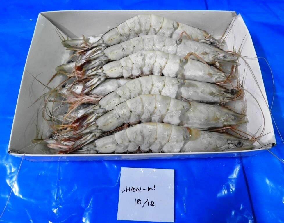 HEAD ON WHITE SHRIMPS IQF image 2