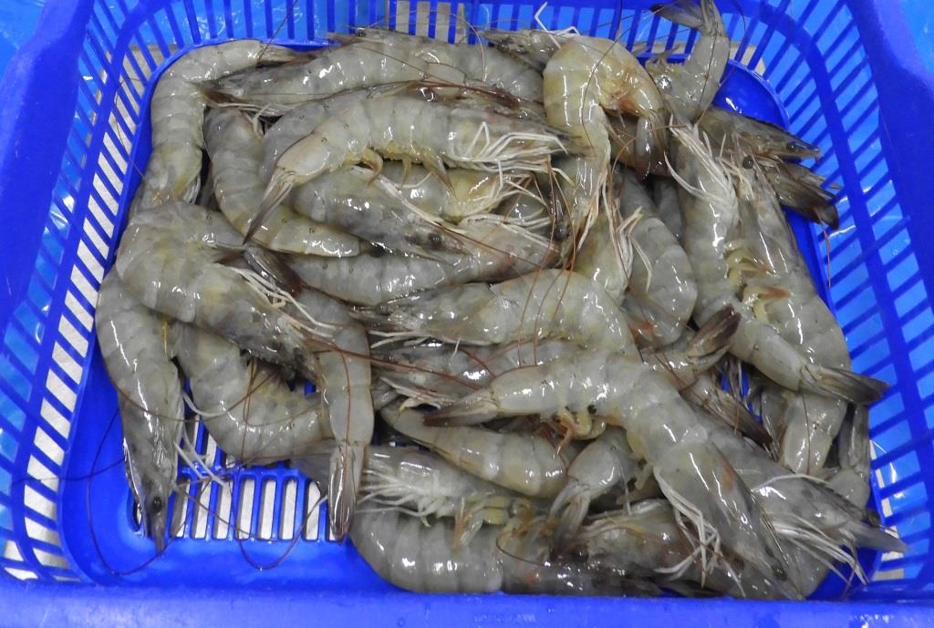HEAD ON VANNAMEI PRAWNS & SHRIMPS Products at price INR 0 in Chennai