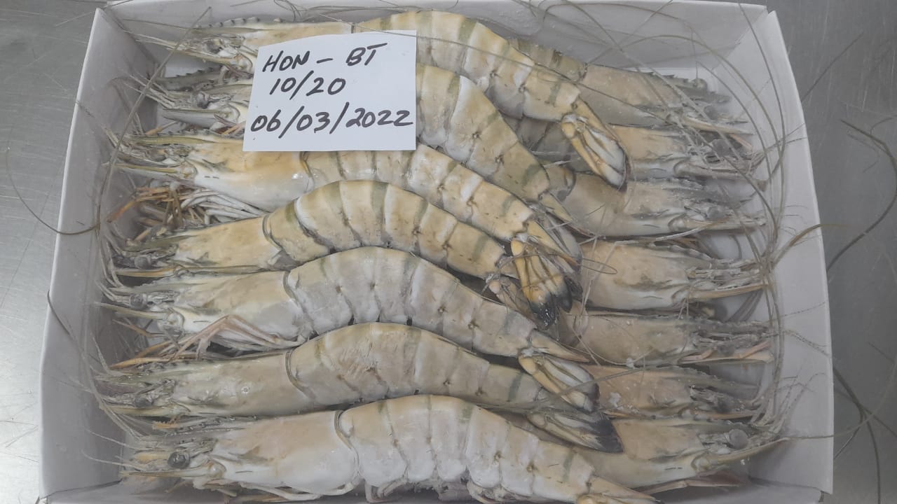 HEAD ON BLACK TIGER IQF SHRIMPS/PRAWNS image 2