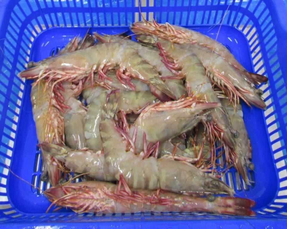 HEAD ON FLOWER SHRIMPS & PRAWNS image 5