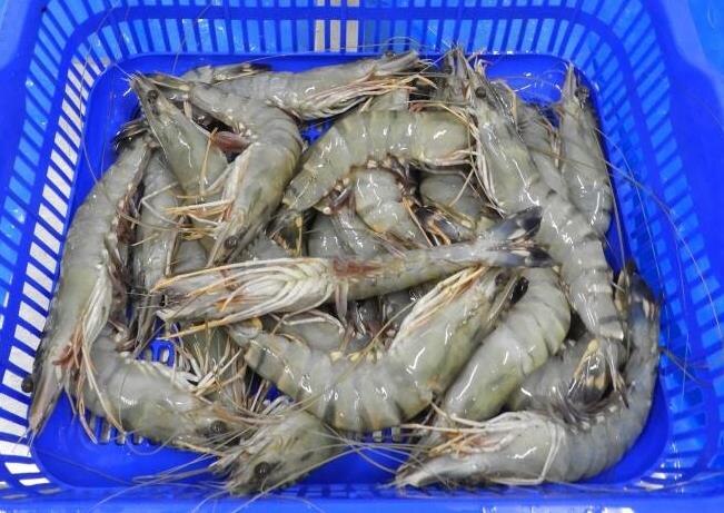 HEAD ON BLACK TIGER SHRIMPS & PRAWNS (BLOCK) image 3