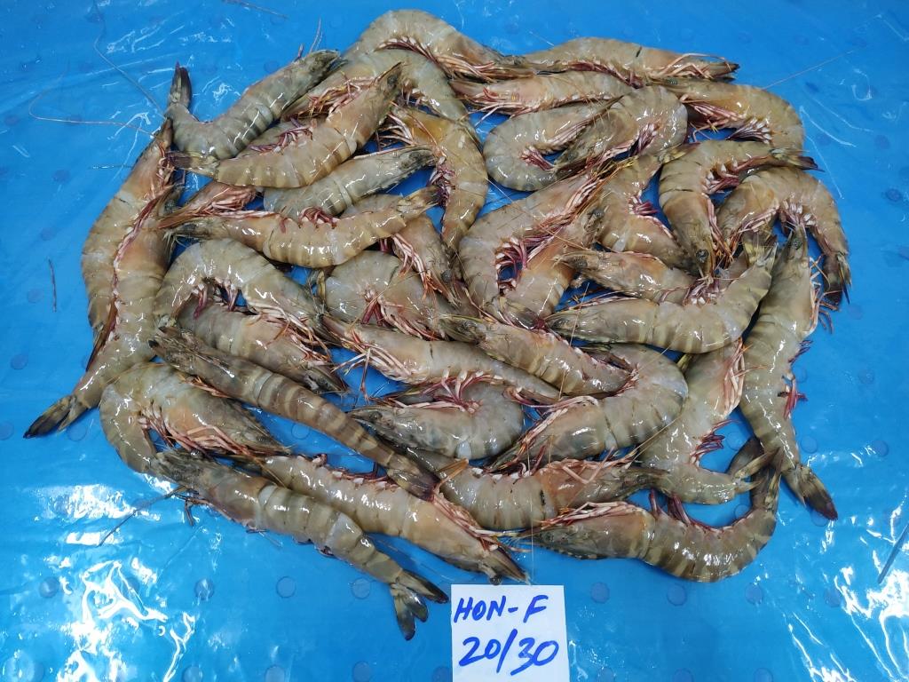 HEAD ON FLOWER SHRIMPS & PRAWNS (BLOCK) image 5