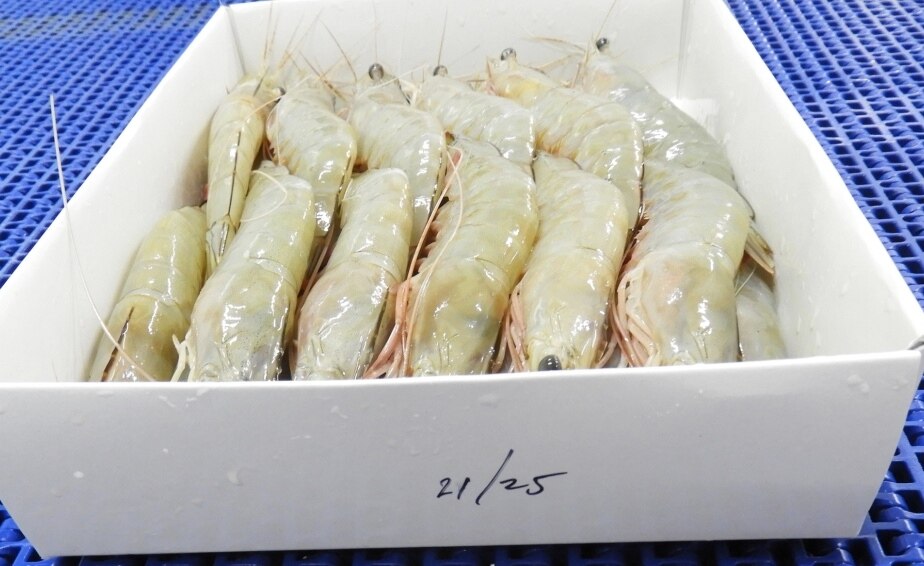 HEAD ON WHITE SHRIMPS/PRAWNS - SEMI IQF image 4