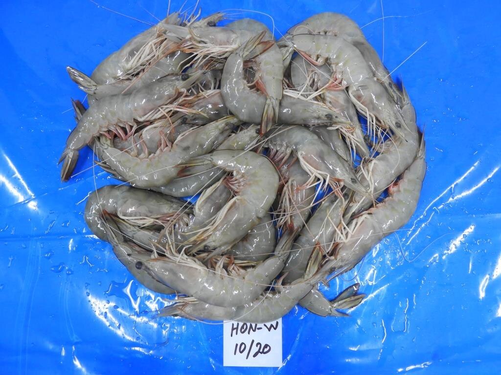 HEAD ON WHITE PRAWNS image 2