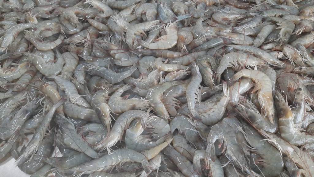 HEAD ON VANNAMEI 40/50 GRADE SHRIMPS/ PRAWNS image 2