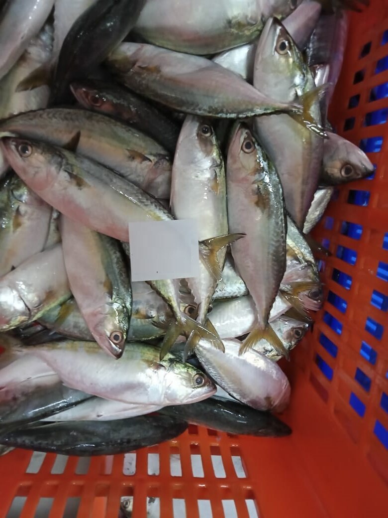 Indian Mackerel fish (IQF) image 2