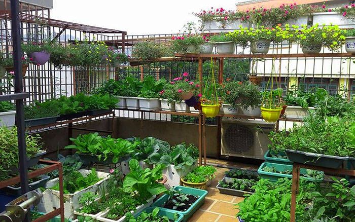 Low-Maintenance Terrace Garden Service in Chennai image 5