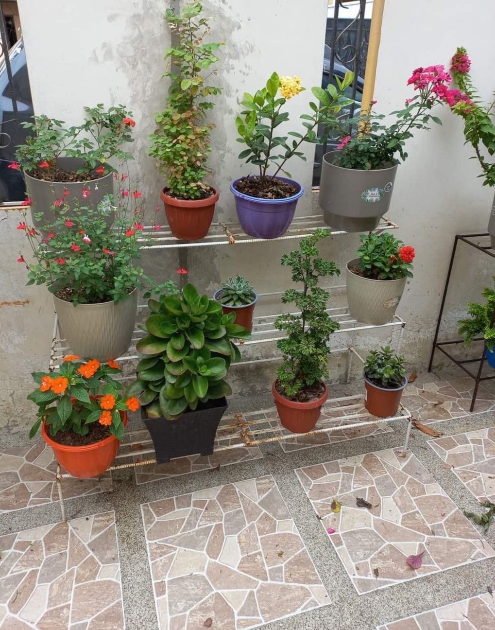 Balcony Gardening with Drip Irrigation Setup in Chennai image 4