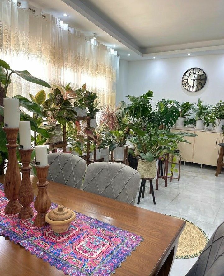 Indoor Plants for Homes Chennai image 5