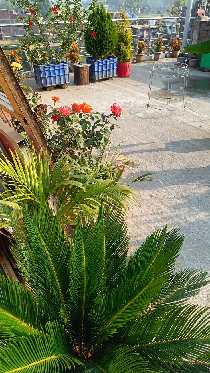 Natural Terrace Garden Landscaping Service in Chennai image 3