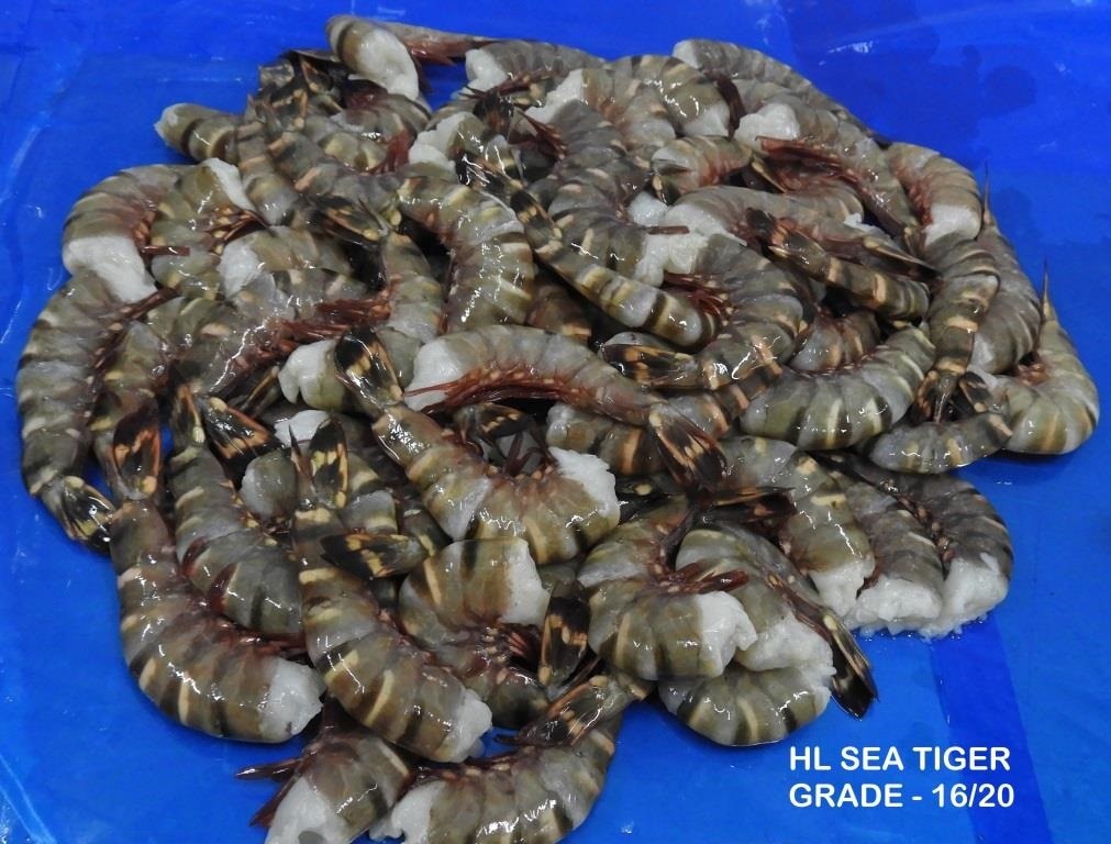HEADLESS SEA TIGER SHRIMPS image 2