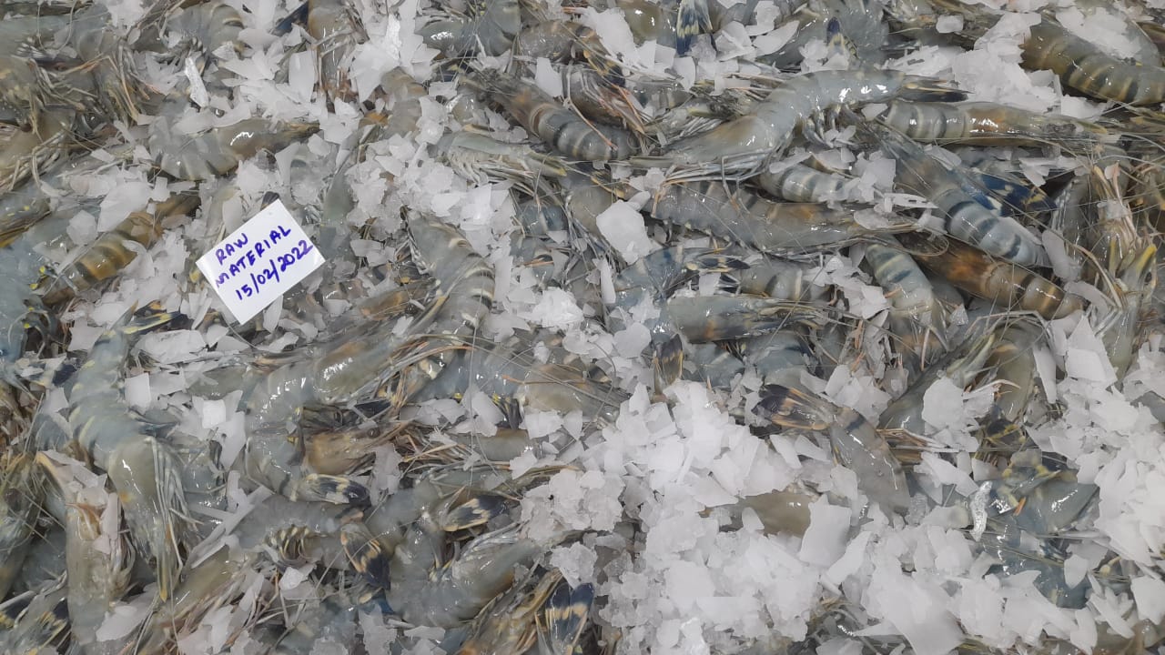 HEAD ON BLACK TIGER SHRIMPS/PRAWNS (BLOCK FROZEN) image 2