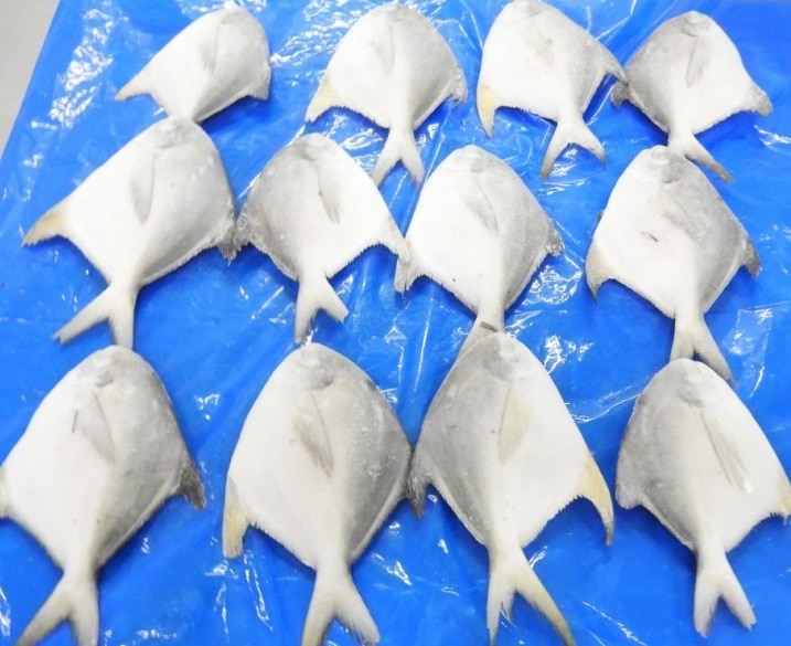 POMFRET FISH image 4