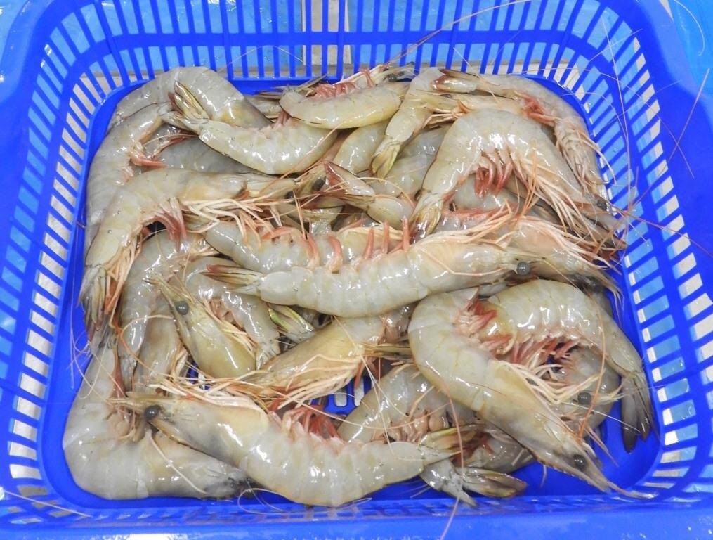 HEAD ON WHITE (20/30 GRADE) BLOCK FROZEN SHRIMPS image 2