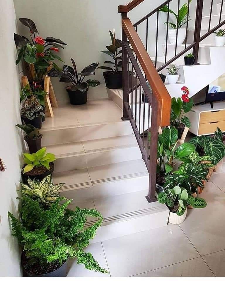Indoor Plants for Homes Chennai image 3