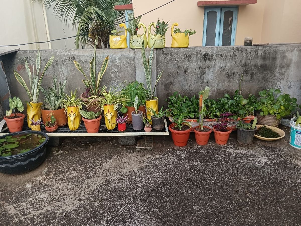 Terrace Vegetable Garden Installation Service in Chennai image 3