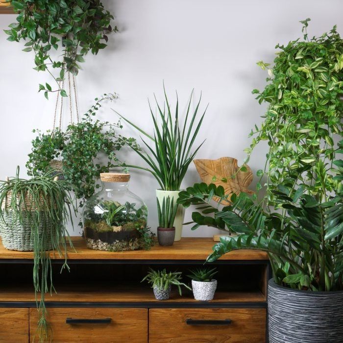 Professional Indoor Plant Services Chennai image 5