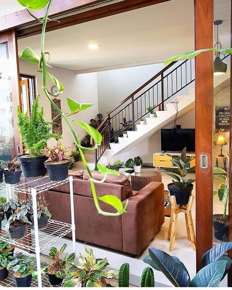 Indoor Plants for Homes Chennai image 4