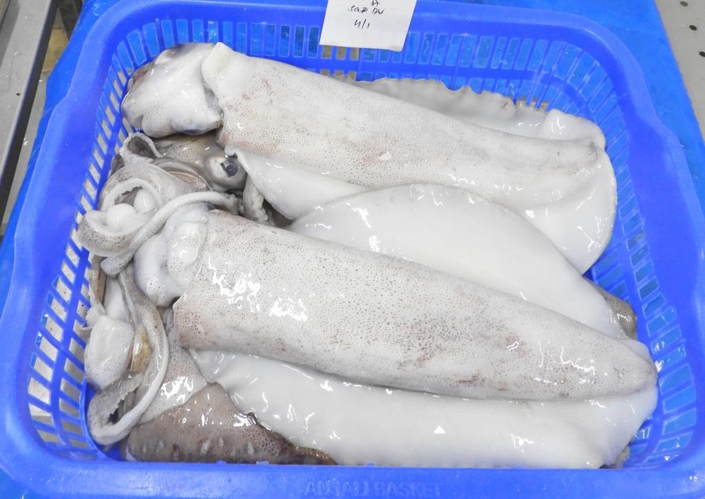 THONDI SQUID/AV SQUID (GRADE-1) - BLOCK FROZEN image 3