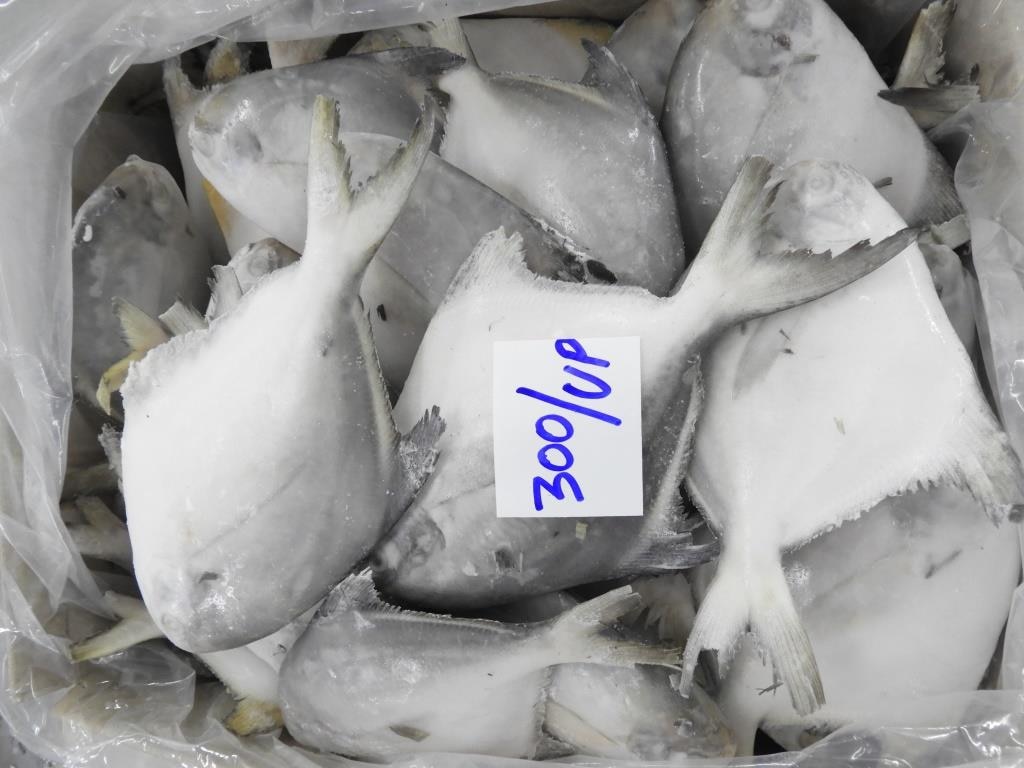 POMFRET FISH image 3