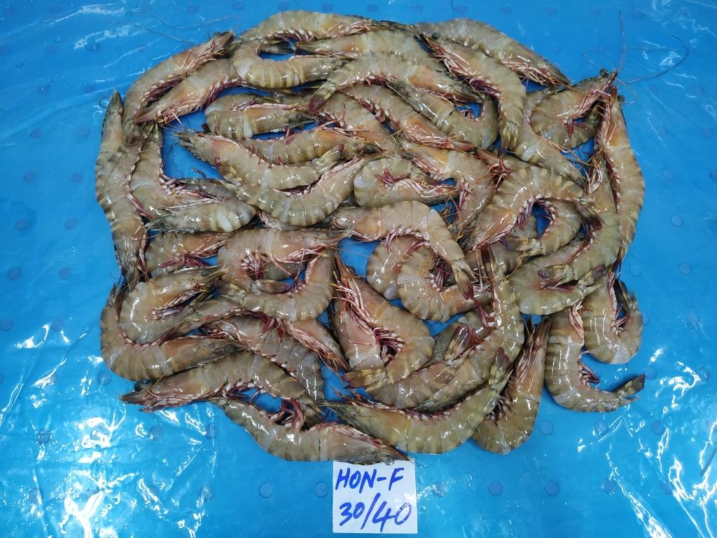 HEAD ON FLOWER SHRIMPS & PRAWNS (BLOCK) image 3