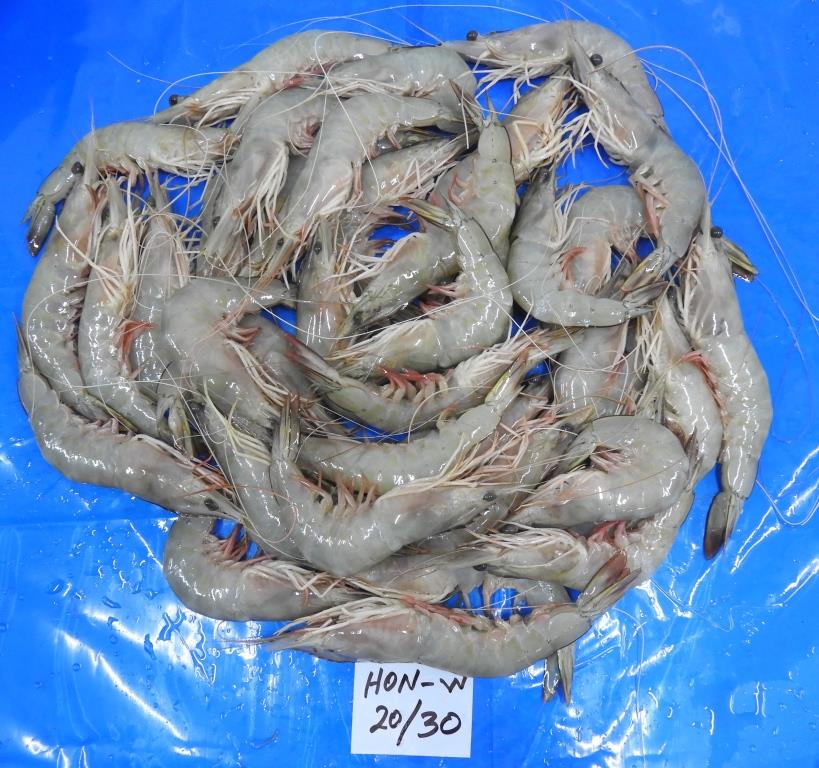 HEAD ON WHITE SHRIMPS/PRAWNS image 4