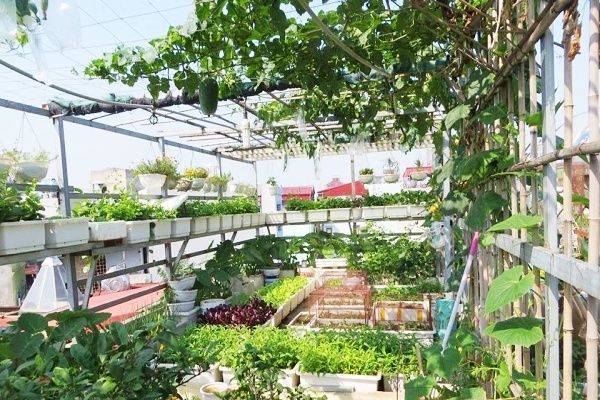 Low-Maintenance Terrace Garden Service in Chennai image 2