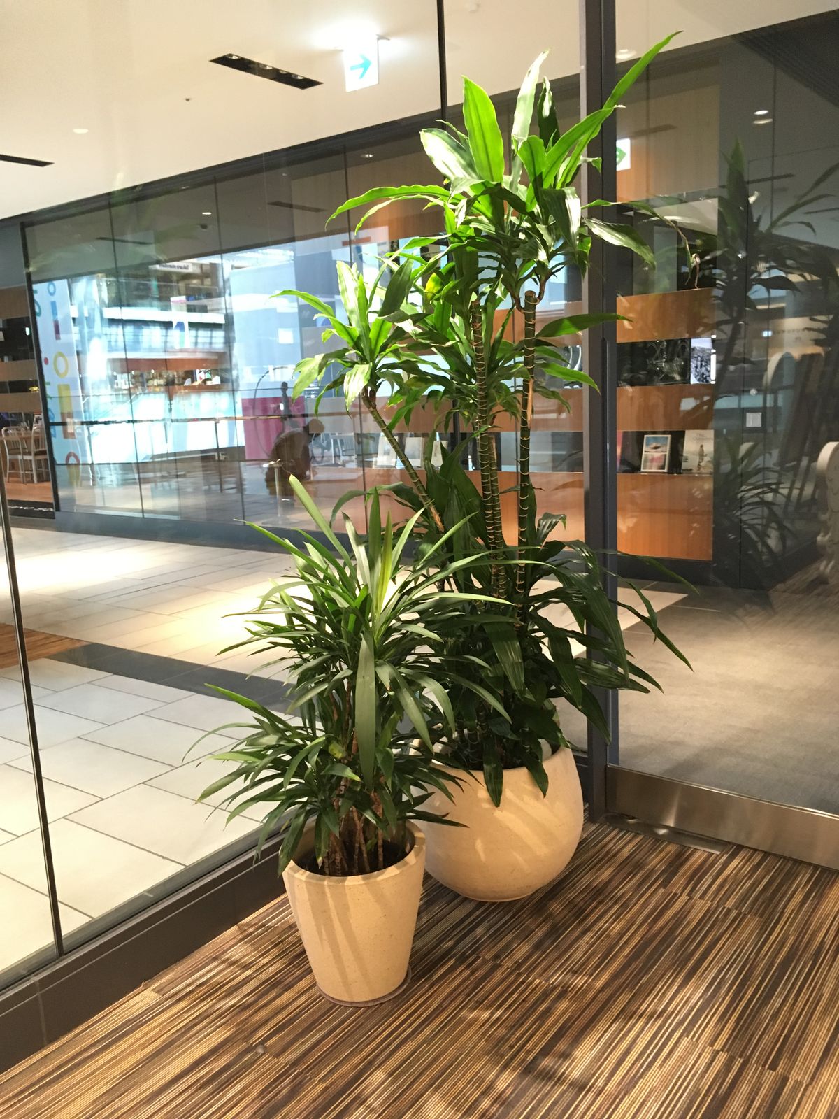 Indoor Plant Services for Offices Chennai image 3