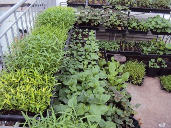 Low-Maintenance Terrace Garden Service in Chennai image 4