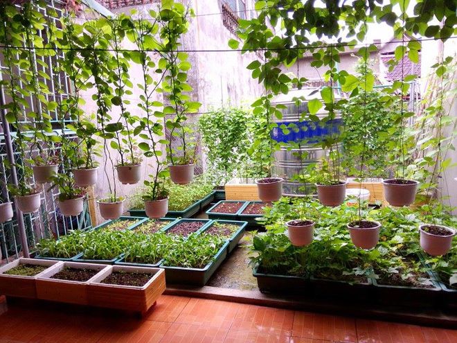 Low-Maintenance Terrace Garden Service in Chennai image 3