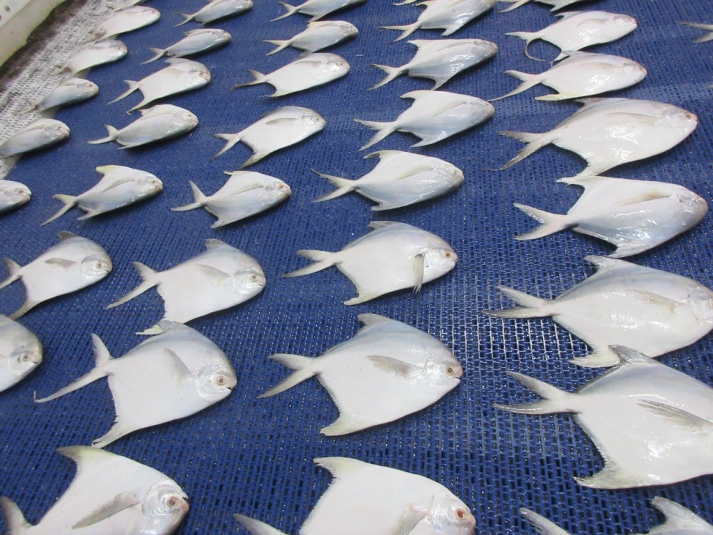 POMFRET FISH image 2