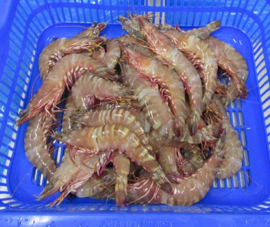 HEAD ON FLOWER SHRIMPS & PRAWNS image 2