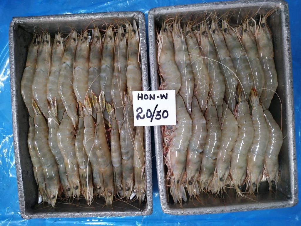 RAW FROZEN HEAD ON WHITE BLOCK FROZEN SHRIMPS image 2