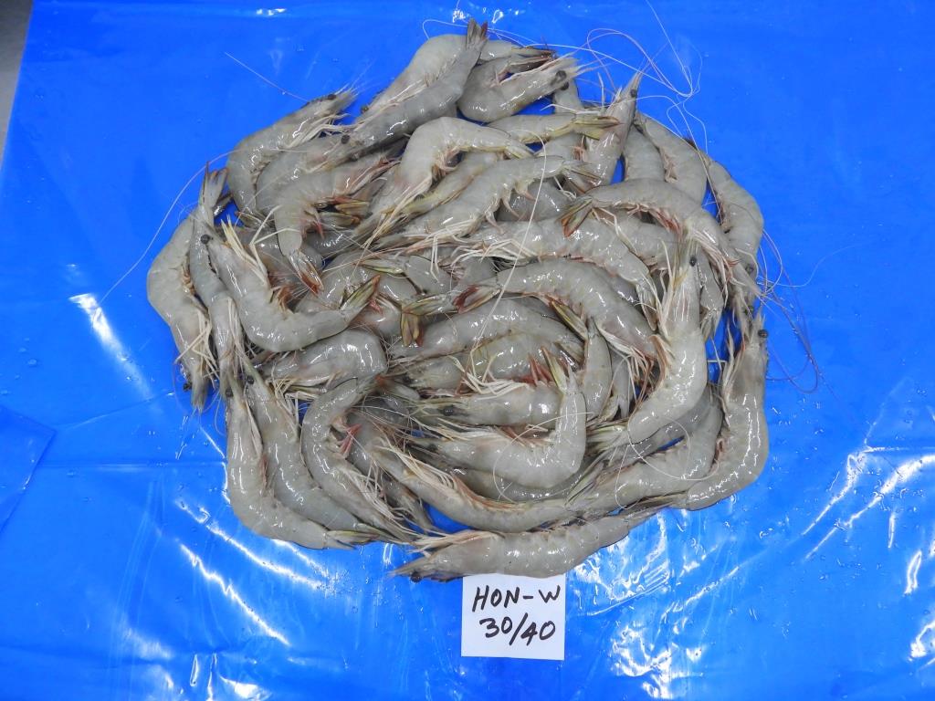 HEAD ON WHITE SHRIMPS/PRAWNS image 2
